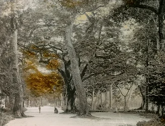 Århundredgamle træer i Shimogamo Park, Kyoto, ca. 1900 - 1915 (fotografi)