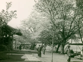 Kirsebærblomster i byen Otsu, øen Honshu, ca. 1900 - 1915 (fotografi)