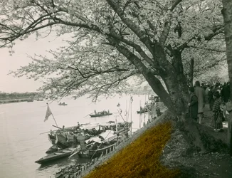 Kirsebærtræ i blomst ved dammen i Mukojima Hyakkaen ca. 1900 - 1915 (fotografi)