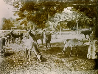 Dådyr på fri fod i Nara, ca. 1900-1915 (fotografi)