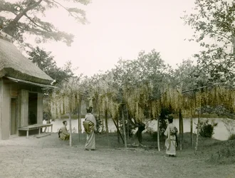 Glycin i blomst ved Nagaoka - Kyo i Kyoto ca. 1900 - 1915 (fotografi)