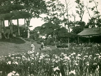 Horikiri Shōbu-ens irishave i Tokyo, ca. 1900-1915