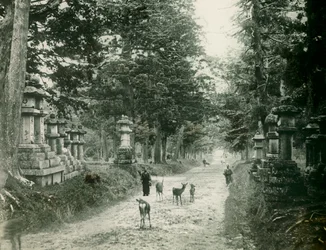 Kasauga Taisha-parken i Nara, ca. 1900-1915 (fotografi)