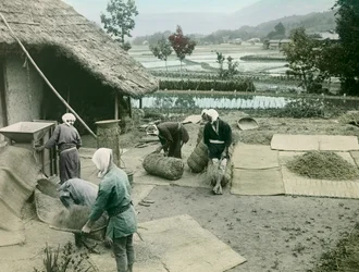 Bønder, der vinder ris i udkanten af rismarkerne i Japan, ca. 1900-1915 (fotografi)