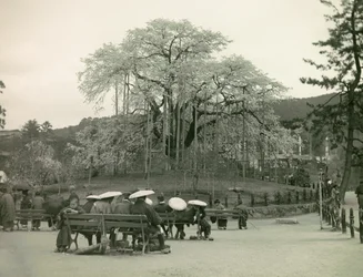 Siddende japanere kigger på kirsebærblomster, Kyoto ca. 1900 - 1915 (fotografi)