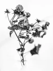 Amid the Flowers 10, 2021 (s/h-billede)
