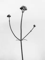 Amid the Flowers 11, 2021 (s/h-billede)