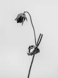 Amid the Flowers 12, 2021 (s/h-billede)