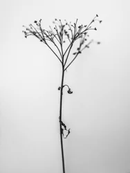 Amid the Flowers 13, 2021 (s/h-billede)