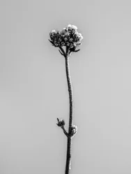 Amid the Flowers 16, 2021 (s/h-billede)