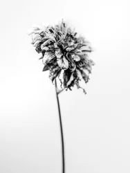 Amid the Flowers 17, 2021 (s/h-billede)