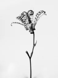 Amid the Flowers 18, 2021 (s/h-billede)