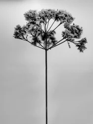 Amid the Flowers 1, 2021 (s/h-billede)