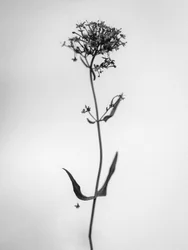 Amid the Flowers 21, 2021 (s/h-billede)