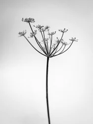 Amid the Flowers 29, 2021 (s/h-billede)