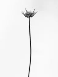Amid the Flowers 33, 2021 (s/h-billede)