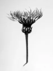 Amid the Flowers 37, 2021 (s/h-billede)