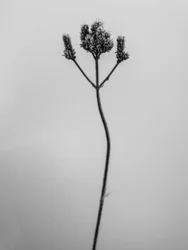Amid the Flowers 3, 2021 (s/h-billede)