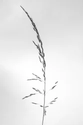Amid the Flowers 45, 2021 (s/h-billede)