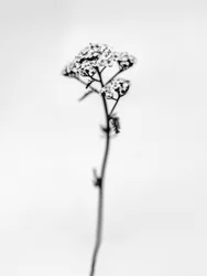 Amid the Flowers 47, 2021 (s/h-billede)