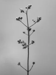Amid the Flowers 4, 2021 (s/h-billede)