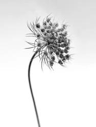 Amid the Flowers 52, 2021 (s/h-billede)