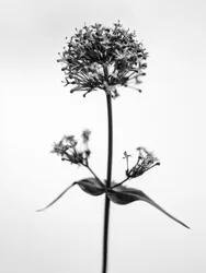 Amid the Flowers 53, 2021 (s/h-billede)