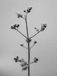 Amid the Flowers 5, 2021 (s/h-billede)