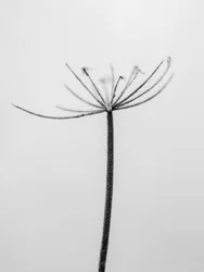 Amid the Flowers 6, 2021 (s/h-billede)