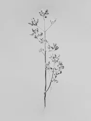 Amid the Flowers 76, 2021 (s/h-billede)