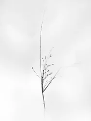 Amid the Flowers 79, 2021 (s/h-billede)