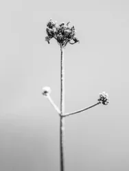 Amid the Flowers 7, 2021 (s/h-billede)