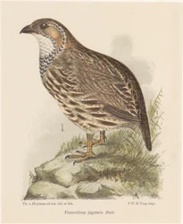 Agerhøne (francolinus jugularis)