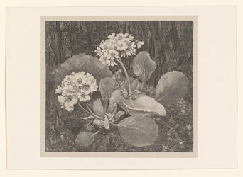 Primrose i mosen Flower Studies (original serietitel)
