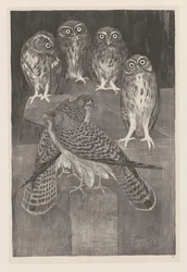 Fire små ugler og to tårnfalke Animal Studies (original serietitel)