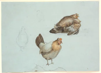 Høns. Studie