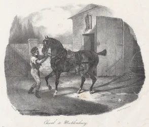 Mecklenburg-hest (A Mecklenburg Horse)