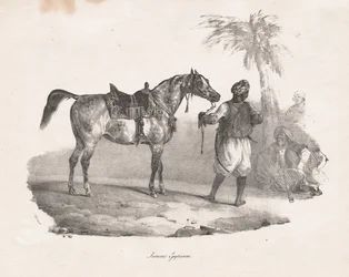 Egyptisk Hoppe, 1822.
