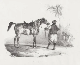 Egyptisk hoppe (An Egyptian Mare)