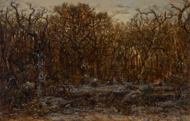 Skov ved solnedgang om vinteren