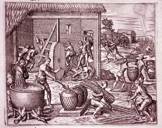 Amerikas historie: høst af sukkerrør og sukkerproduktion ved indianske slaver, der arbejder for de spanske conquistadorer