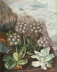 Auriculas, c1802-1821, 1948