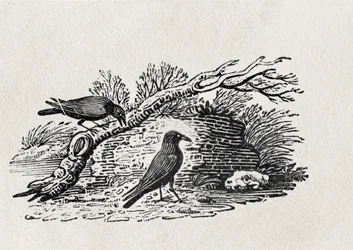Krager (Corvus corone corone) fra 