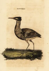 Eurasisk bittern eller stor bittern, Botaurus stellaris