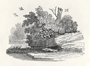 Fox escaping, fra 