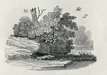 Fox escaping, fra 