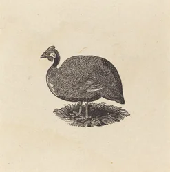 Guineahøne