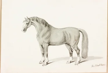 Den sorte hest