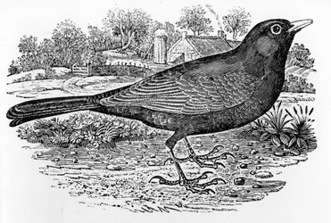 Solsort, illustration fra "A History of British Birds" af Thomas Bewick, første gang udgivet i 1797