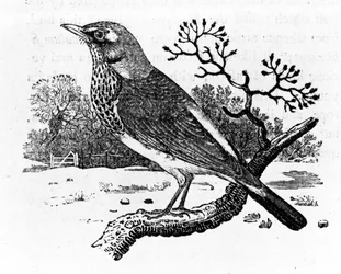 Sjaggeren, illustration fra "A History of British Birds" af Thomas Bewick, først udgivet i 1797